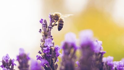 Buzzing with Life: The Plight of Bees and How You Can Make a Difference